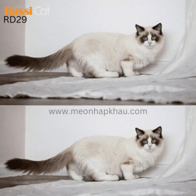 Mèo Ragdoll nhập khẩu
