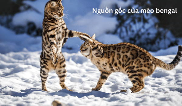 Mèo Bengal và những điều bạn chưa biết Nguồn gốc mèo bengal