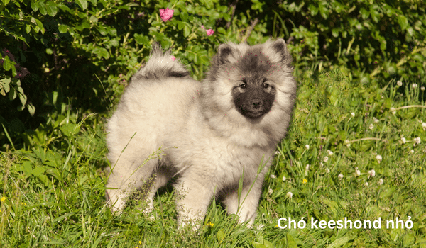 Nguồn gốc, đặc điểm, giá bán, cách chăm sóc chó Keeshond