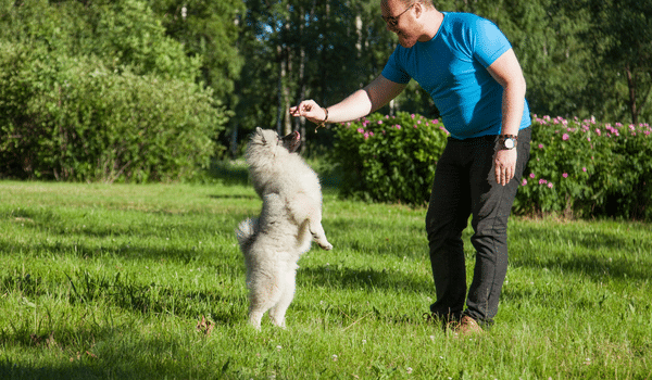 Huấn luyện chó keeshond