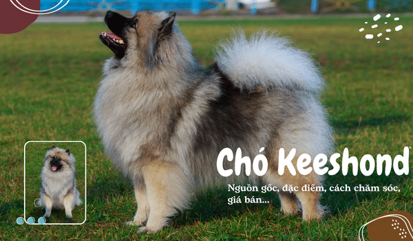 Nguon goc dac diem gia ban cach cham soc cho Keeshond