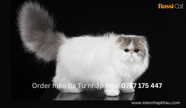 Order mèo Ba Tư nhập khẩu