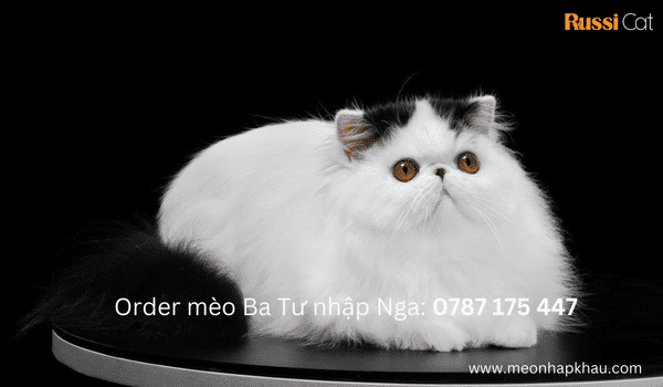 Order mèo Ba Tư nhập khẩu