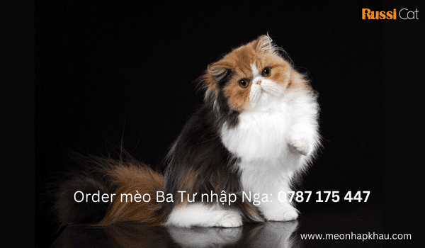 Order mèo Ba Tư nhập khẩu