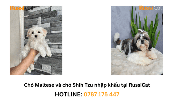 Phân biệt chó Maltese và chó Shih Tzu