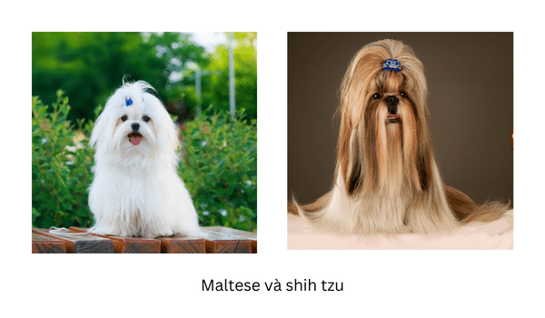 Phân biệt chó Maltese và chó Shih Tzu