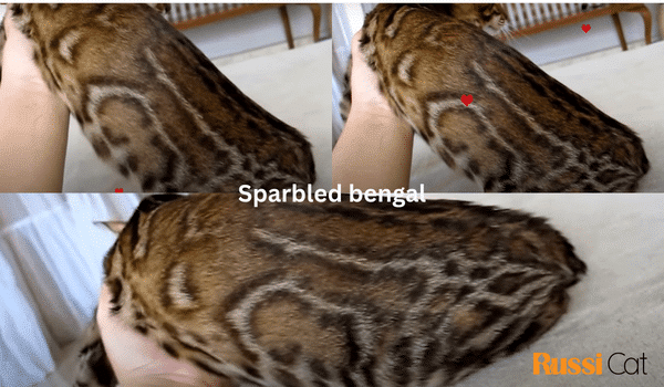Mèo Bengal và những điều bạn chưa biết Sparbled bengal