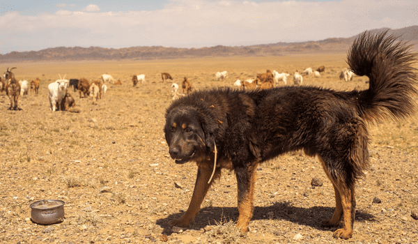 Nguồn gốc, đặc điểm, giá bán và cách chăm sóc chó mongolian bankhar 