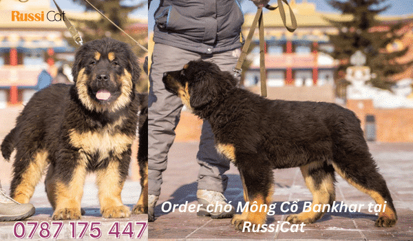 Order chó Mongolian tại RussiCat