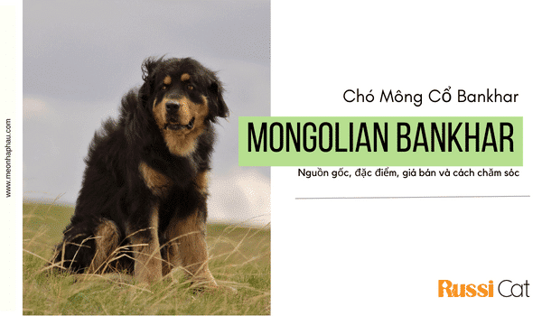 Nguồn gốc, đặc điểm, giá bán và cách chăm sóc chó mongolian bankhar