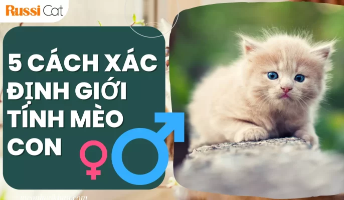 5 Cách xác định giới tính mèo con