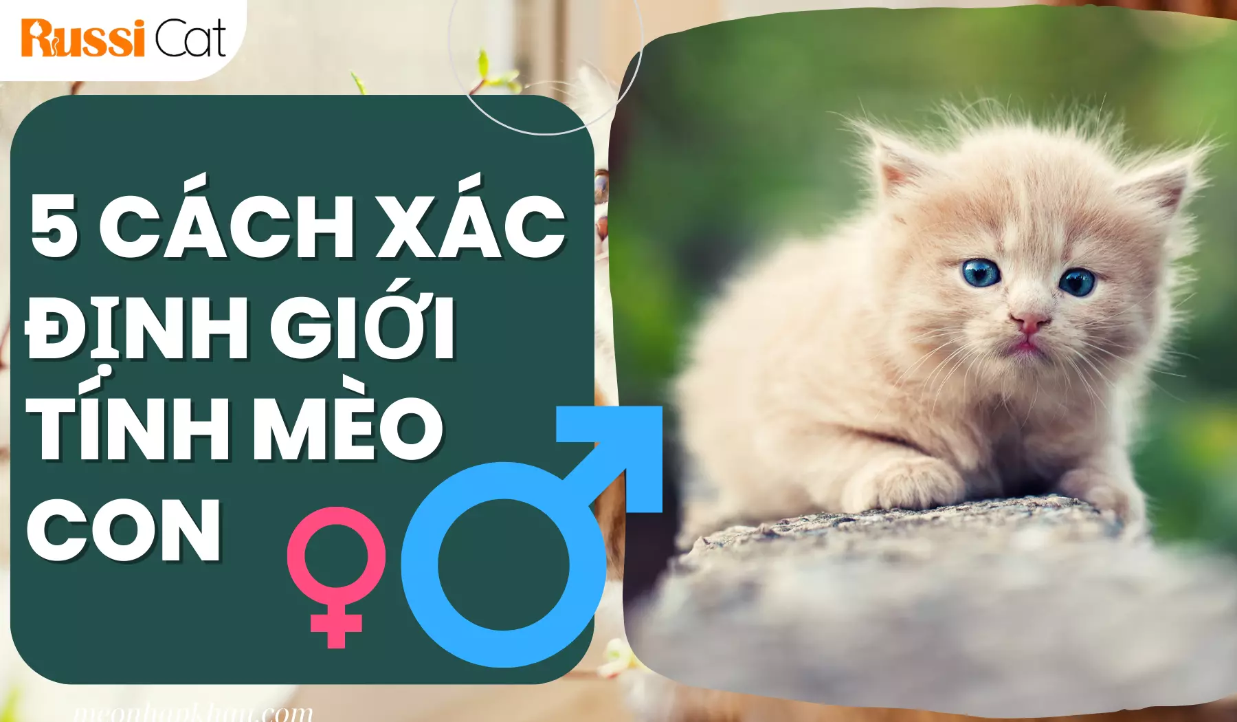 5 Cách xác định giới tính mèo con