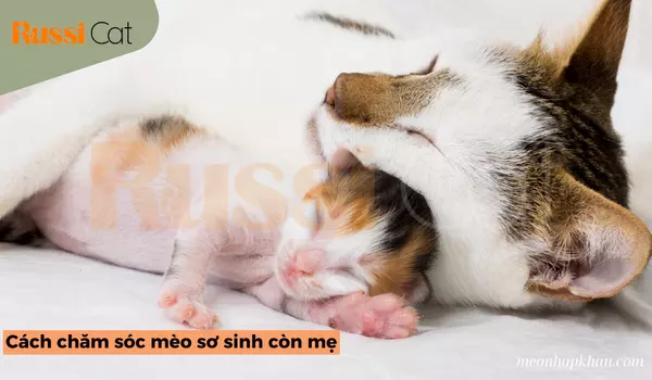 Cách chăm sóc mèo sơ sinh còn mẹ