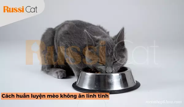 Cách huấn luyện mèo không ăn linh tinh