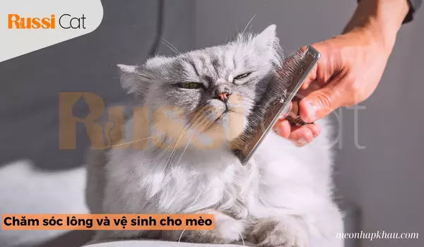 Chăm sóc lông và vệ sinh cho mèo