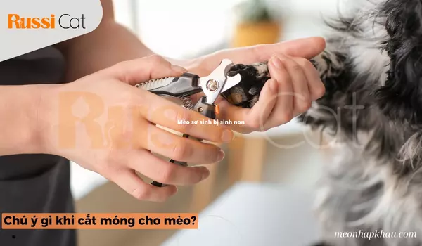 Chú ý Gì Khi Cắt Móng Cho Mèo