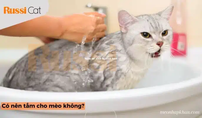 Có nên tắm cho mèo không