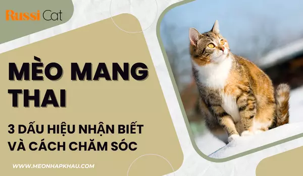 Mèo Mang Thai 3 Dấu Hiệu Nhận Biết Và Cách Chăm Sóc