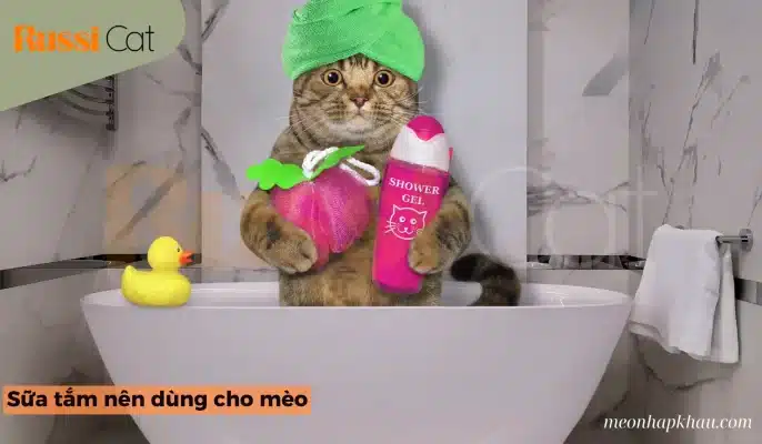 Sữa tắm nên dùng cho mèo