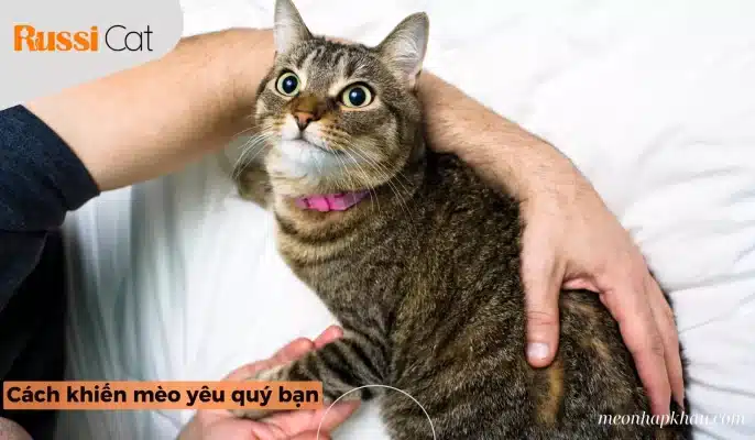 Cách Khiến Mèo Yêu Quý Bạn