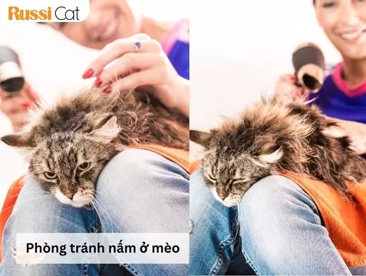 Cách Chăm Sóc Mèo Bị Nấm Hiệu Quả