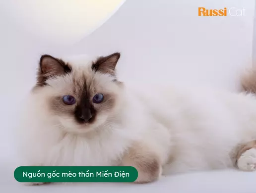 Mèo Thần Miến Điện Birman | Nguồn Gốc, đặc điểm, Giá Bán, Cách Chăm Sóc