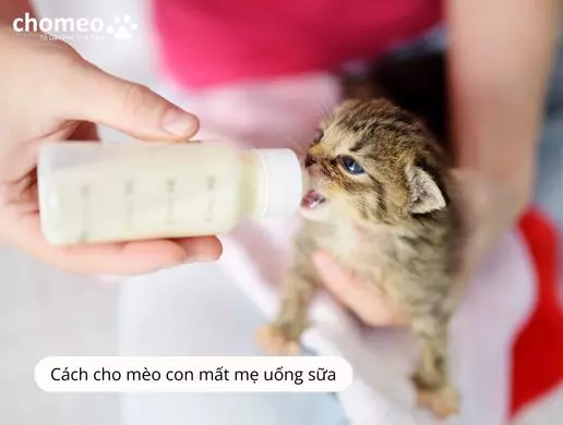 Cách cho mèo con mất mẹ uống sữa