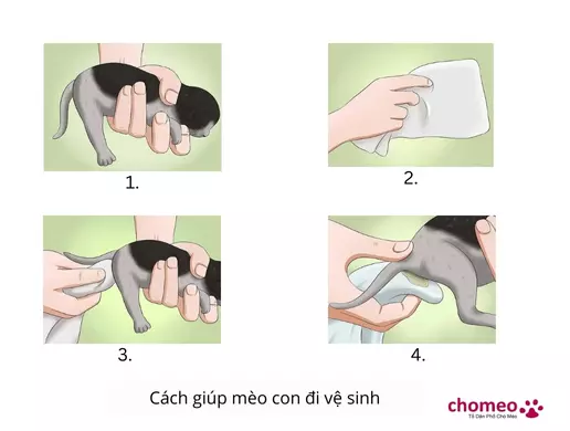 Cách giúp mèo con đi vệ sinh