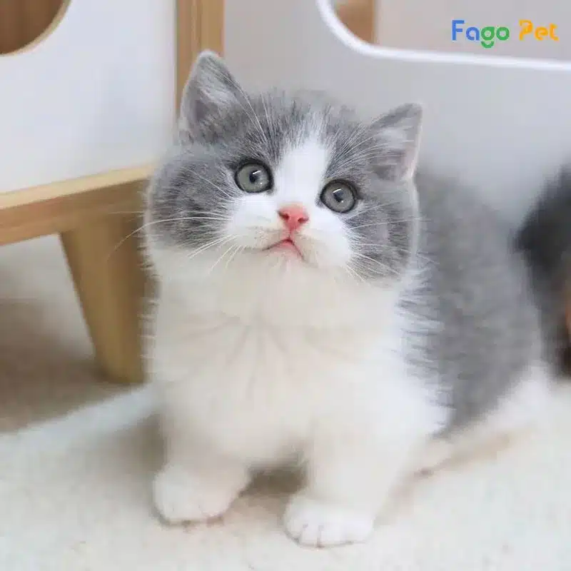 Tự làm cát vệ sinh cho mèo – Giải pháp an toàn và tiết kiệm cho thú cưng yêu thương của bạn Inr5f4qalj068szn2bs34qmv28r2 Phoi Giong Meo Munchkin