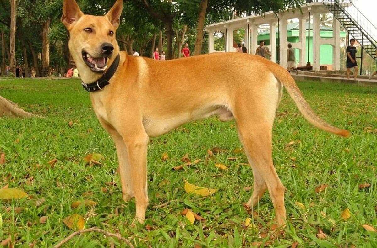 Giống chó đẹp nhất thế giới - 10 biểu tượng ngoại hình Giống Chó đẹp Nhất Thế Giới 10 Biểu Tượng Ngoại Hình