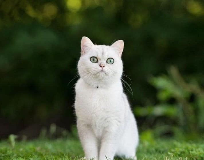 Mèo Vào Nhà Tốt Hay Xấu Những điều Bạn Chưa Biết Về Hiện Tượng Này Và ý Nghĩa Sâu Xa