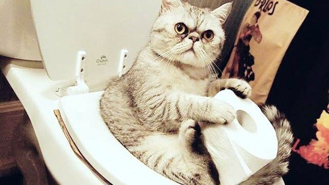 Dấu hiệu mèo ghét bạn và phương pháp cải thiện Dấu Hiệu Mèo Ghét Bạn Và Phương Pháp Cải Thiện