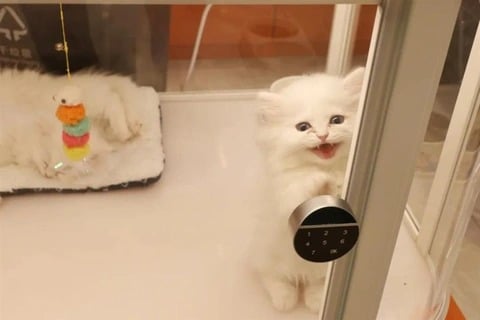 Mèo Vào Nhà Tốt Hay Xấu Những điều Bạn Chưa Biết Về Hiện Tượng Này Và ý Nghĩa Sâu Xa