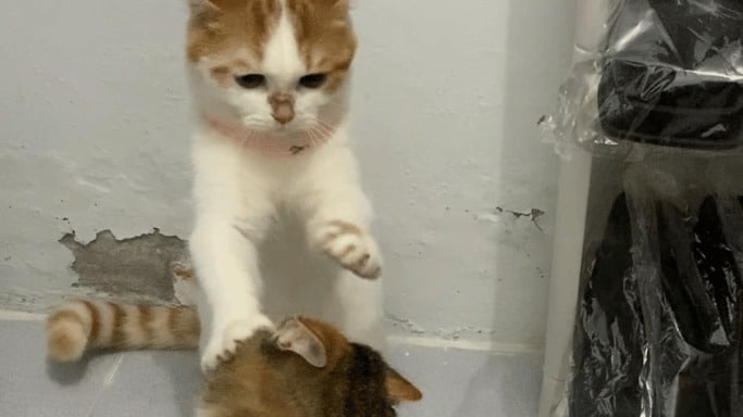 Dấu hiệu mèo ghét bạn và phương pháp cải thiện Dấu Hiệu Mèo Ghét Bạn Và Phương Pháp Cải Thiện