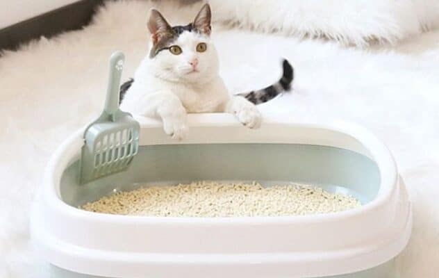 Tự làm cát vệ sinh cho mèo – Giải pháp an toàn và tiết kiệm cho thú cưng yêu thương của bạn Tự Làm Cát Vệ Sinh Cho Mèo – Giải Pháp An Toàn Và Tiết Kiệm Cho Thú Cưng Yêu Thương Của Bạn