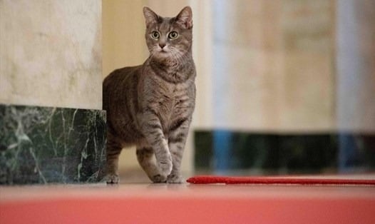 Mèo Vào Nhà Tốt Hay Xấu Những điều Bạn Chưa Biết Về Hiện Tượng Này Và ý Nghĩa Sâu Xa