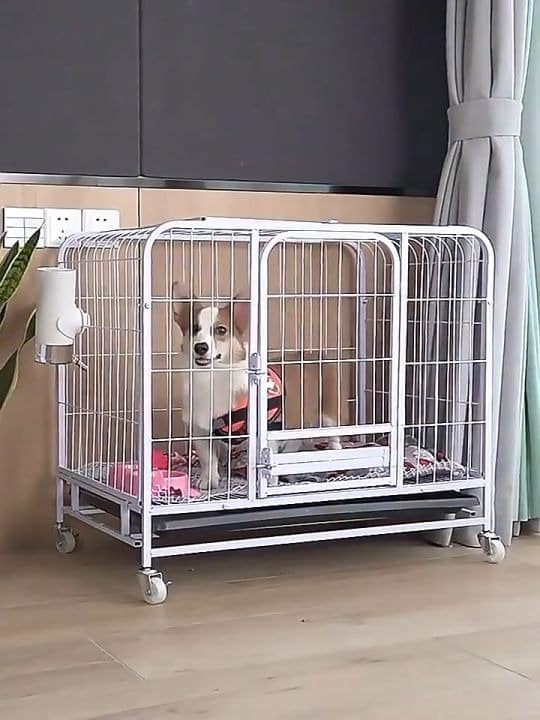 Cách Làm Chuồng Chó Hướng Dẫn Chi Tiết Từ A đến Z để Xây Dựng