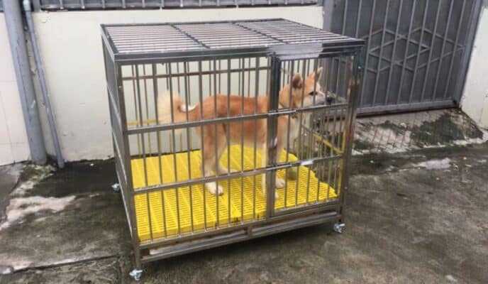 Cách Làm Chuồng Chó Hướng Dẫn Chi Tiết Từ A đến Z để Xây Dựng