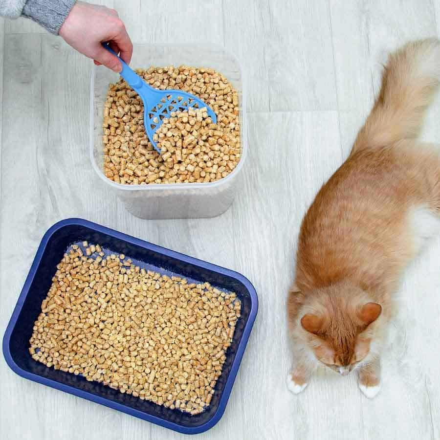 Tự làm cát vệ sinh cho mèo – Giải pháp an toàn và tiết kiệm cho thú cưng yêu thương của bạn Tự Làm Cát Vệ Sinh Cho Mèo – Giải Pháp An Toàn Và Tiết Kiệm Cho Thú Cưng Yêu Thương Của Bạn