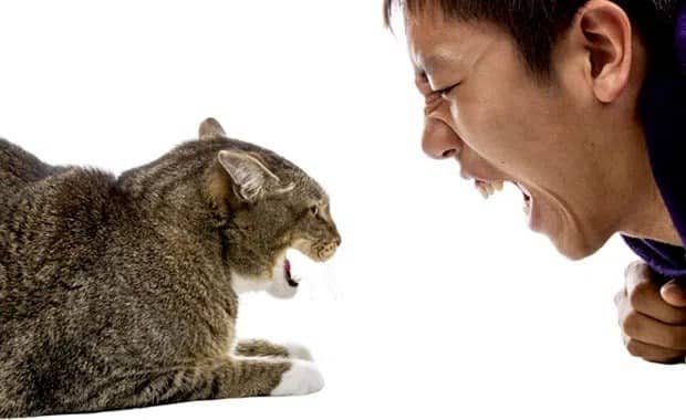 Dấu hiệu mèo ghét bạn và phương pháp cải thiện Dấu Hiệu Mèo Ghét Bạn Và Phương Pháp Cải Thiện