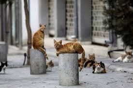 Mèo Vào Nhà Tốt Hay Xấu Những điều Bạn Chưa Biết Về Hiện Tượng Này Và ý Nghĩa Sâu Xa