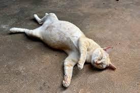 Dấu hiệu mèo ghét bạn và phương pháp cải thiện Dấu Hiệu Mèo Ghét Bạn Và Phương Pháp Cải Thiện