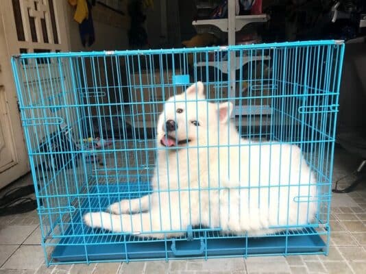 Cách Làm Chuồng Chó Hướng Dẫn Chi Tiết Từ A đến Z để Xây Dựng