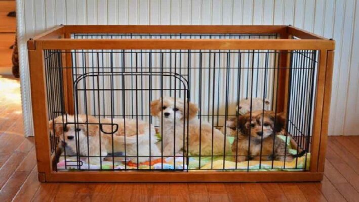 Cách Làm Chuồng Chó Hướng Dẫn Chi Tiết Từ A đến Z để Xây Dựng