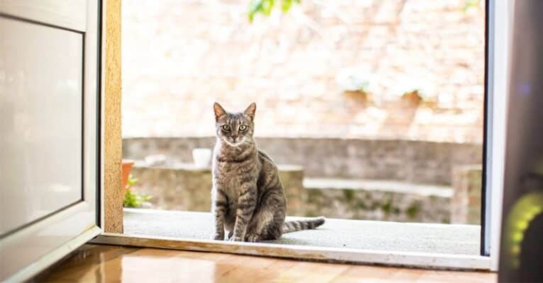 Mèo Vào Nhà Tốt Hay Xấu Những điều Bạn Chưa Biết Về Hiện Tượng Này Và ý Nghĩa Sâu Xa
