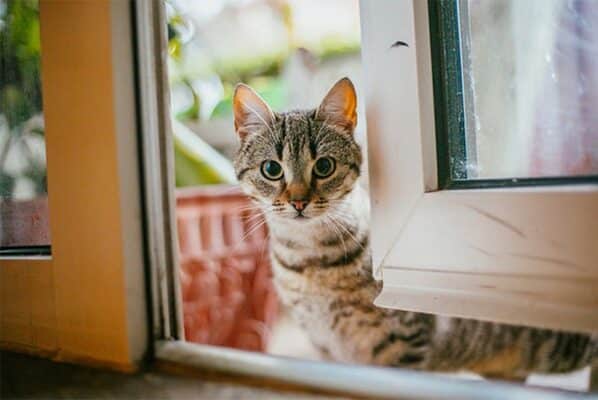 Mèo Vào Nhà Tốt Hay Xấu Những điều Bạn Chưa Biết Về Hiện Tượng Này Và ý Nghĩa Sâu Xa