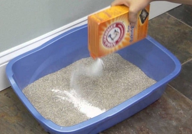 Tự làm cát vệ sinh cho mèo – Giải pháp an toàn và tiết kiệm cho thú cưng yêu thương của bạn Tự Làm Cát Vệ Sinh Cho Mèo – Giải Pháp An Toàn Và Tiết Kiệm Cho Thú Cưng Yêu Thương Của Bạn