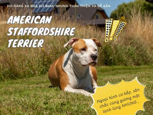 Chó American Staffordshire Terrier | Họ Hàng Xa Nhà Pit Bull Nhưng Thân Thiện Và Dễ Gần