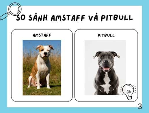 Chó American Staffordshire Terrier | Họ Hàng Xa Nhà Pit Bull Nhưng Thân Thiện Và Dễ Gần