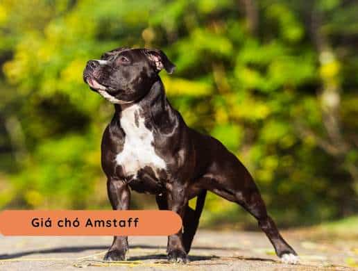 Chó American Staffordshire Terrier | Họ Hàng Xa Nhà Pit Bull Nhưng Thân Thiện Và Dễ Gần